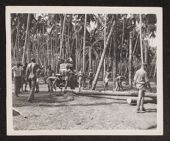 Photograph of Marines felling trees